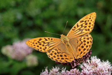 Silver-washed Fritillary, Argynnis paphia