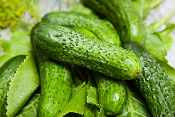 cucumber