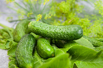 cucumber