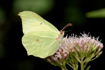 Brimstone, Gonepteryx rhamni