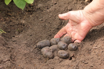 Kartoffel Ernte Hand Lila Kartoffeln Boden Ernde Sand