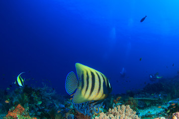 Obraz na płótnie Canvas Coral reef and fish underwater in ocean