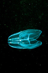Comb jellyfish swimming in the dark