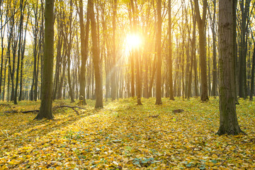  autumnal forest with sunbeams