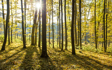 Fototapeta premium autumnal forest with sunbeams