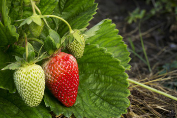 strawberries growing on the ground