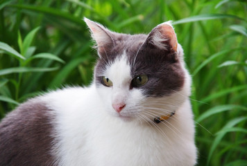 Street cat sitting in the grass