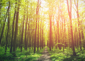 Fototapeta premium nature