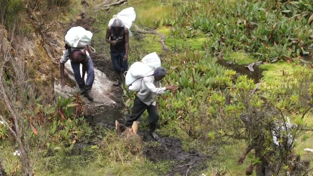 Porters Ascending Mount Kilimanjaro in Kilimanjaro National Park, Tanzania