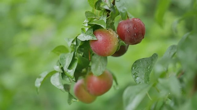 cherry-plum plums on the tree leaves and green nature background
