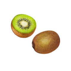 Obraz premium Isolated hand drawn illustration of fresh kiwi