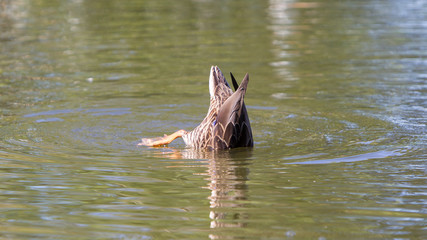 Mallard duck diving