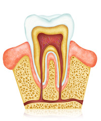Illustration of Dental anatomy