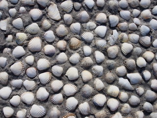 Muschelmosaik am Strand