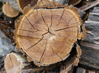 Firewood. Wooden blanks for heating in winter