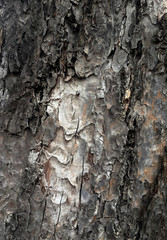 Pattern of bark tree