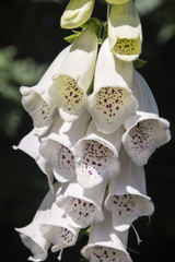 White flower foxglove nature. © lapis2380