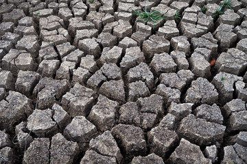Mud crack in dry season