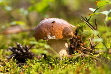 Mushroom -Boletus edulis in the forest