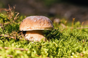 Mushroom -Boletus edulis in the forest