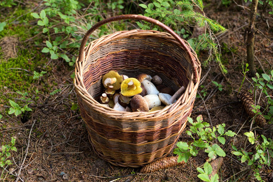 basket of fresh summer mushroom