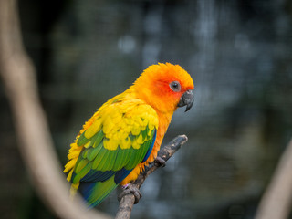 Sun Conure Parrot on a Tree Branch