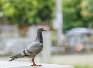 close up full body of pigeons bird standing