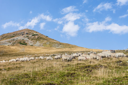 a flock of seep grazing on mountain hills