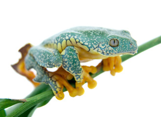 The fringe tree frog on white
