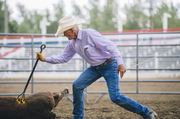 Caucasian cowboy branding cattle in rodeo