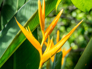 bird of paradise Beautiful red flower Strelitzia Reginae