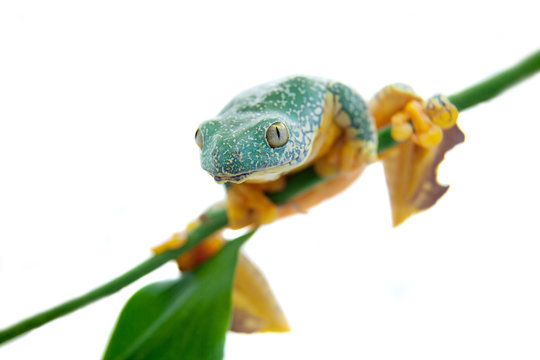 The Fringe Tree Frog On White