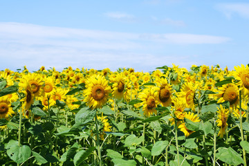 ひまわり畑　Sunflower field