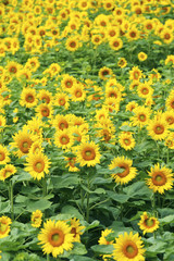 Fototapeta na wymiar ひまわり畑　Sunflower field