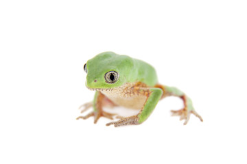 Walking leaf frog on white