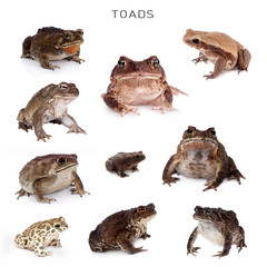 Toads set on white