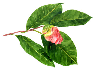 Vintage style watercolor drawing of tender pink camellia bud