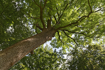 forest
