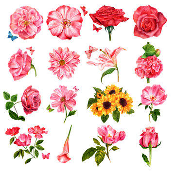 Set of many different watercolor flowers, hand painted on white