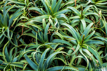Cactus detail in Lanzarote