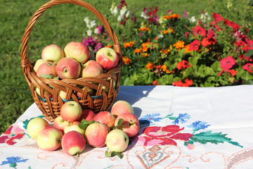 Ripe apples in a wattled basket on a table in a garden 
