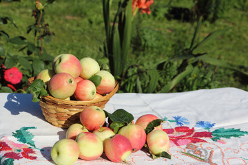 Ripe apples in a wattled basket on a table in a garden 
