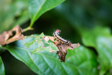 colorful caterpillar on leaf