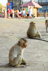 Baby monkey sit waiting food