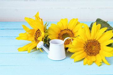 Bouquet of sunflowers and white watering can on a blue wooden ba