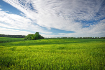 Beautiful green field and blue sky.