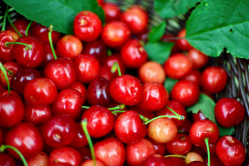 Fresh sweet cherries