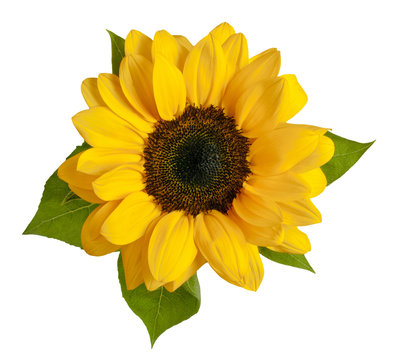 Shiny yellow sunflower with green leaves on white background