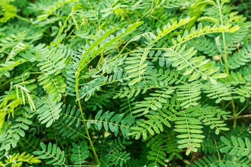 Be a resident of the vegetable plants.