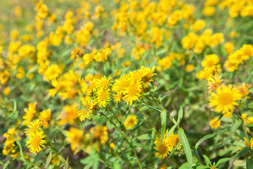 field of yellow flowers